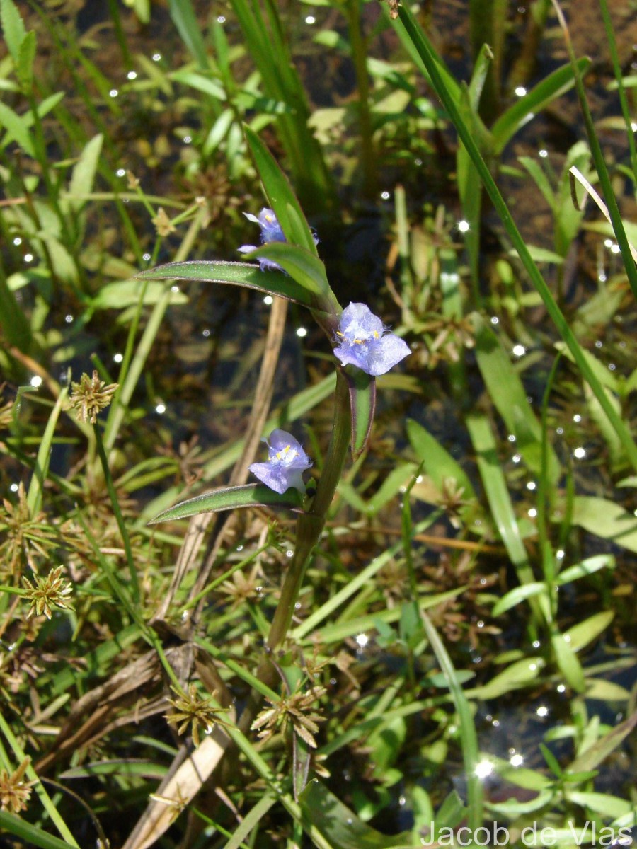 Cyanotis axillaris (L.) D.Don ex Sweet
